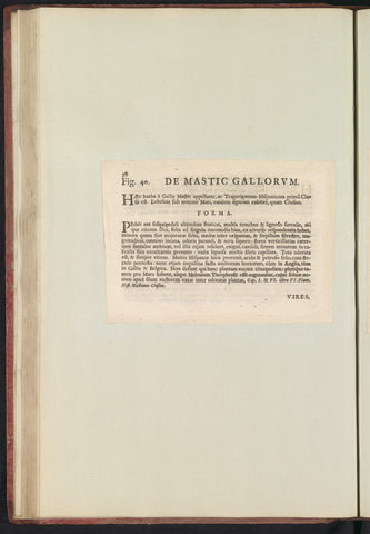 Fig. 40 'De Mastic Gallorvm' in De Boodts herbarium of 1640, Anselmus Boëtius de Boodt, 1640 Canvas Print