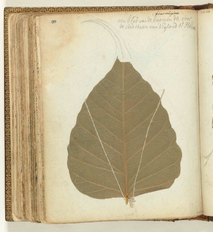 Tree leaf Saint Helena, Jan Brandes, 1787 Canvas Print