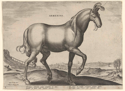 Horse from Armenia (Armenius), Hieronymus Wierix, c. 1583 - c. 1587 Canvas Print