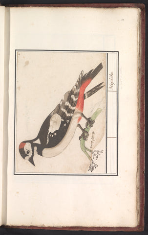 Great spotted woodpecker (Dendrocopos major), Anselm Boëtius de Boodt, 1596 - 1610 Canvas Print