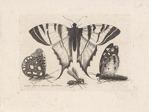 Butterflies and a Wasp, Wenceslaus Hollar, 1646 Canvas Print