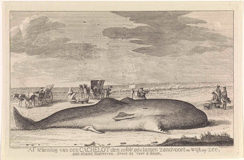 Washed-up sperm whale, Hendrik Spilman, 1762 - 1764 Canvas Print