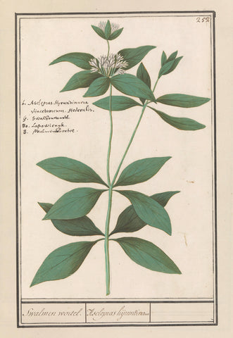 Silk plant (Asclepias syriaca), Anselmus Boëtius de Boodt, 1596 - 1610 Canvas Print