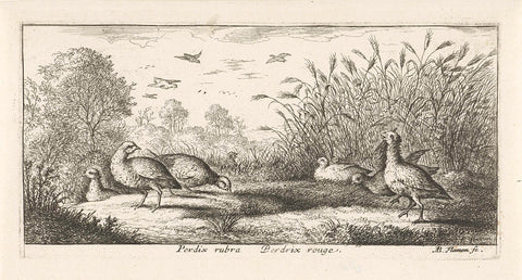 Landscape with red partridges, Albert Flamen, 1648 - 1692 Canvas Print