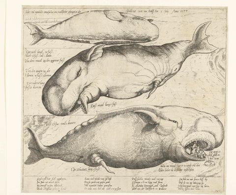 Stranded whale near Antwerp, 1577, anonymous, 1577 Canvas Print