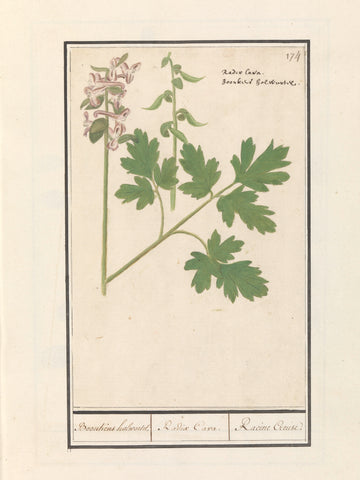 Hollow root (Corydalis cava), Anselm Boëtius de Boodt, 1596 - 1610 Canvas Print