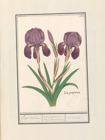 Purple iris (Iris germanica), Anselm Boëtius de Boodt, 1596 - 1610 Canvas Print