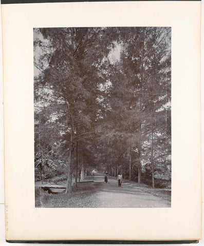 View of Tjemara Allee, Tandjong Poera, Sumatra (Tjemara Allee Tandjong Poera), Carl J. Kleingrothe, c. 1885 - 1900 Canvas Print