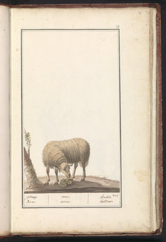 Schaap (Ovis aries), anonymous, 1790 - 1814 Canvas Print