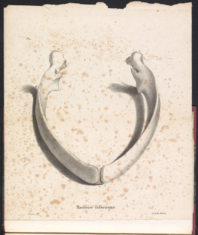 Whale's lower jaw, 1827, Bossuet, 1828 Canvas Print