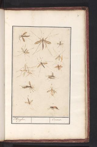 Sheet with Thirteen Mosquitoes, Anselmus Boëtius de Boodt, 1596 - 1610 Canvas Print