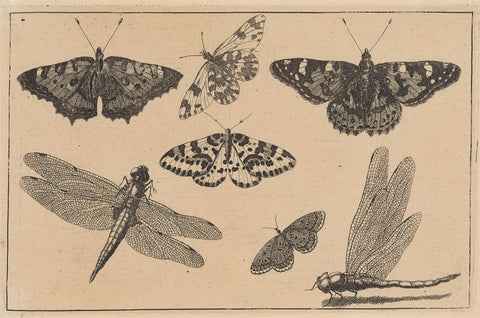 Two dragonflies and five butterflies, Wenceslaus Hollar, 1644 - 1652 Canvas Print