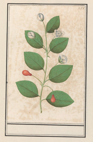 Myrtle family (Myrtaceae), Anselm Boëtius de Boodt, 1596 - 1610 Canvas Print