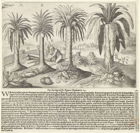 Palm trees and fruit trees on the Gold Coast, Johann Theodor de Bry, 1602 Canvas Print