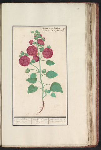 Hollyholy (Alcea rosea), Anselm Boëtius de Boodt, 1596 - 1610 Canvas Print