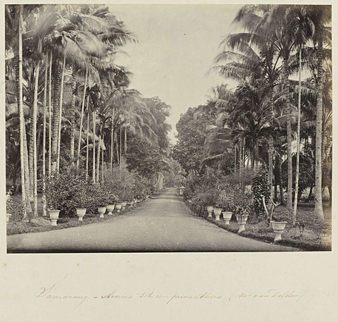 Samarang - Avenue to a private house (mr. van Delden), Woodbury & Page, 1863 - 1869 Canvas Print