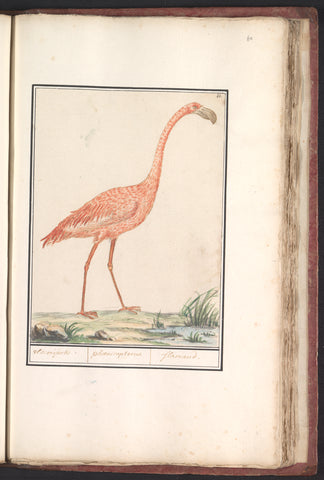 Common flamingo (Phoenicopterus roseus), Anselm Boetius de Boodt, 1596 - 1610 Canvas Print