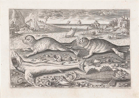 Two seals and two fish on the beach, Adriaen Collaert, after 1595 - 1618 Canvas Print