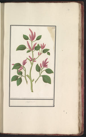 Knotweed (Persicaria), Anselm Boëtius de Boodt, 1596 - 1610 Canvas Print