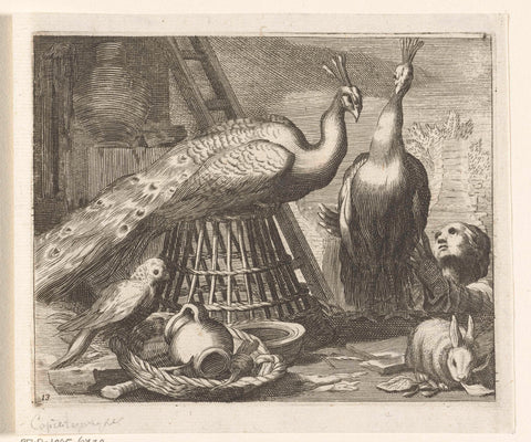 Peacocks, Boëtius Adamsz. Bolswert, 1611-1661 Canvas Print