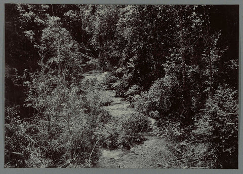 Forest landscape with brook, anonymous, 1903 - 1913 Canvas Print