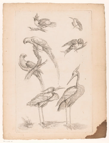 Seven Chinese birds, including herons and psittaciformes, Gabriel Huquier (attributed to), 1742 - 1750 Canvas Print