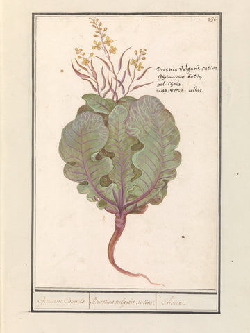 Cabbage (Brassica oleracea), Anselm Boëtius de Boodt, 1596 - 1610 Canvas Print