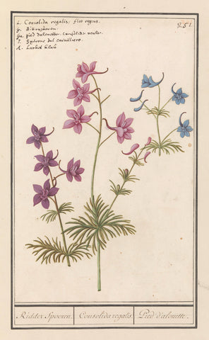 Delphinium, Anselm Boëtius de Boodt, 1596- 1610 Canvas Print