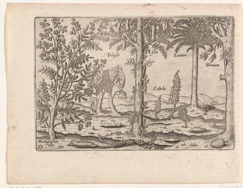 Fruit trees and herbs on Java, 1596, anonymous, 1646 Canvas Print