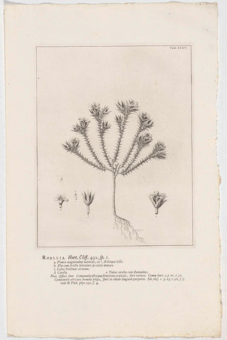 Roella ciliata, Jan Wandelaar, 1738 Canvas Print