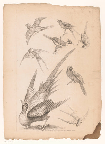 Eight Chinese birds, possibly including birds of paradise, Gabriel Huquier (attributed to), 1742 - 1750 Canvas Print