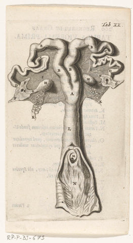 Anatomical depiction of the cervix, uterus, fallopian tubes and ovaries, Hendrik Bary, 1672 Canvas Print