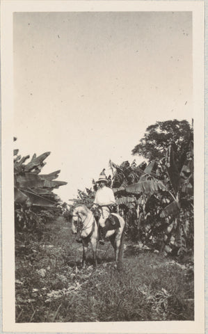 Banana plantation in Honduras, Andries August Boom, 1912 Canvas Print