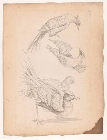 Four Chinese birds, possibly birds of paradise, Gabriel Huquier (attributed to), 1742 - 1750 Canvas Print