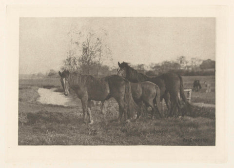 Foals in a meadow in Norfolk, Peter Henry Emerson, 1883 - 1888 Canvas Print