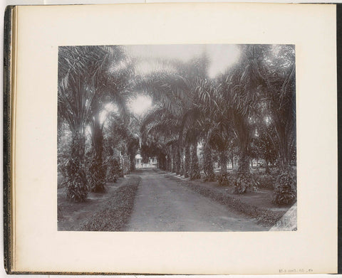 View along the Oil Palms Allee St. Cyr, Sumatra (Upalm Allee St. Cyr), Stafhell & Kleingrothe, c. 1885 - c. 1900 Canvas Print