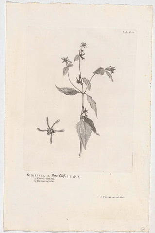 Sigesbeckia orientalis, Jan Wandelaar, 1738 Canvas Print