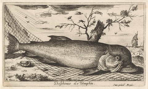 Dolphin in a fishing net, Albert Flamen, 1664 Canvas Print