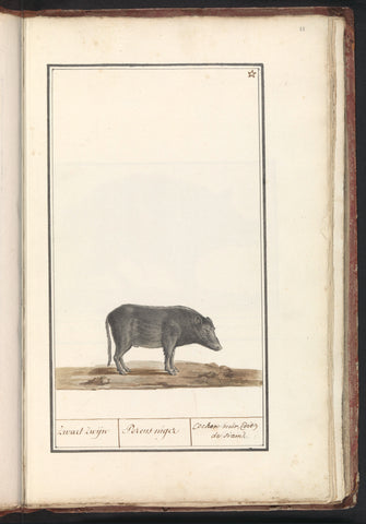 Neither (Sus scrofa domesticus), anonymous, 1790 - 1814 Canvas Print