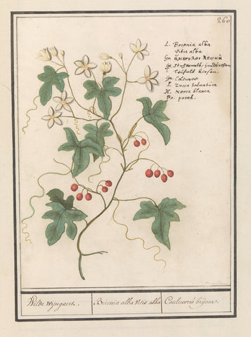 Hedge drink (Bryonia dioica), Anselm Boëtius de Boodt, 1596 - 1610 Canvas Print