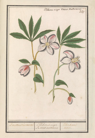 Christmas rose (Helleborus niger), Anselm Boëtius de Boodt, 1596 - 1610 Canvas Print