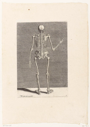 Skelet op de rug gezien., Philips Galle, 1589 Canvas Print