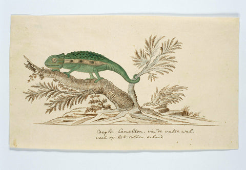 Bradypodion pumilum (Cape dwarf chameleon), Robert Jacob Gordon (attributed to), 1777 - 1786 Canvas Print