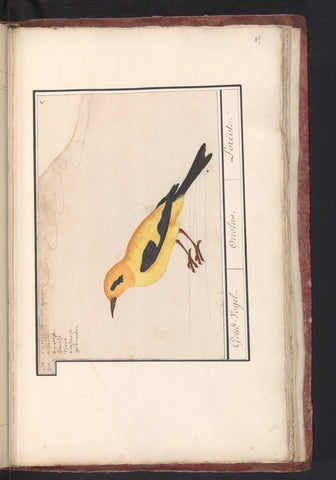 Oriole (Oriolus oriolus), Anselm Boëtius de Boodt, 1596 - 1610 Canvas Print