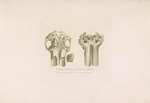 Bones found at Heukelum, 1820, Willem Hendrik Hoogkamer, 1820 Canvas Print