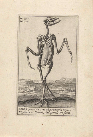 Skeleton of a heron, Hendrick Hondius, 1626 Canvas Print