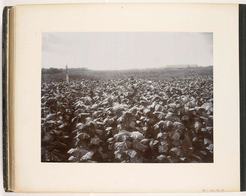 View of the seed fields with ripe tobacco plants on the Rotterdam Estate, Sumatra (Reifer Taback Rotterdam Estate), Carl J. Kleingrothe, c. 1890 - 1900 Canvas Print