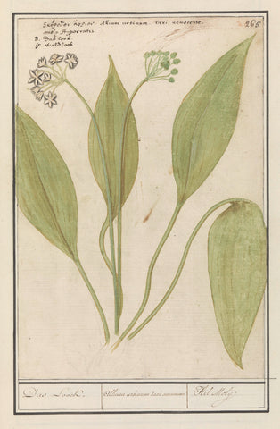 Daslook (Allium ursinum), Anselm Boëtius de Boodt, 1596 - 1610 Canvas Print