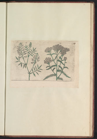 Boswikke (Vicia sylvatica) and yarrow (Achillea millefolium), anonymous, 1640 Canvas Print