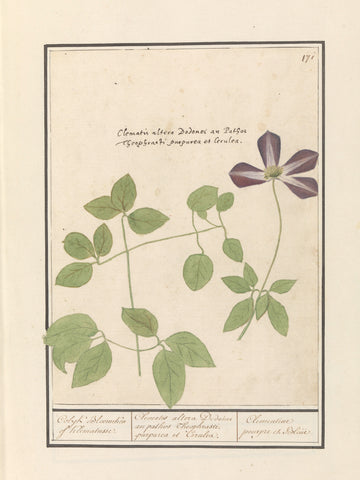 Clematis (Clematis), Anselm Boëtius de Boodt, 1596- 1610 Canvas Print